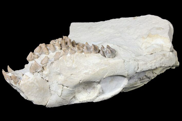 Oreodont (Merycoidodon) Partial Skull - Wyoming #123182